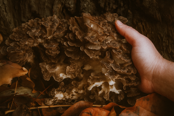 Maitake for Blood Sugar: D- and SX-Fraction Evidence