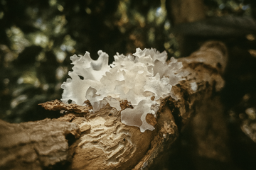 Benefits of Tremella for Skin, According to Science