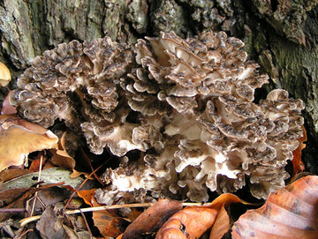 Maitake for Blood Sugar: D- and SX-Fraction Evidence