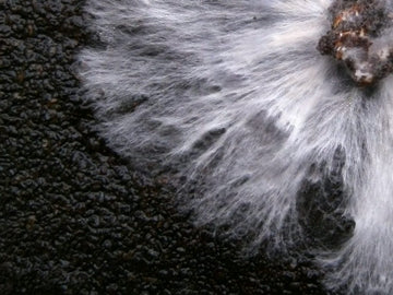 The Benefits and Risks of Mushroom Mycelium