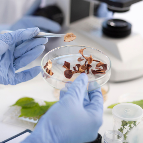 Understanding the Safety of Mushroom Extracts Unveiling the Facts