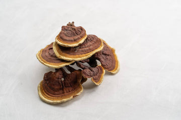 How Reishi Can Improve Your Sleep Quality According to Science