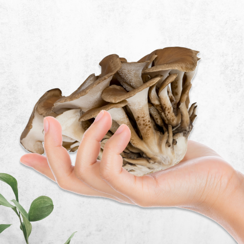 The Marvels of Maitake Mushroom Extract Powder: Your Guide to Health and Wellness