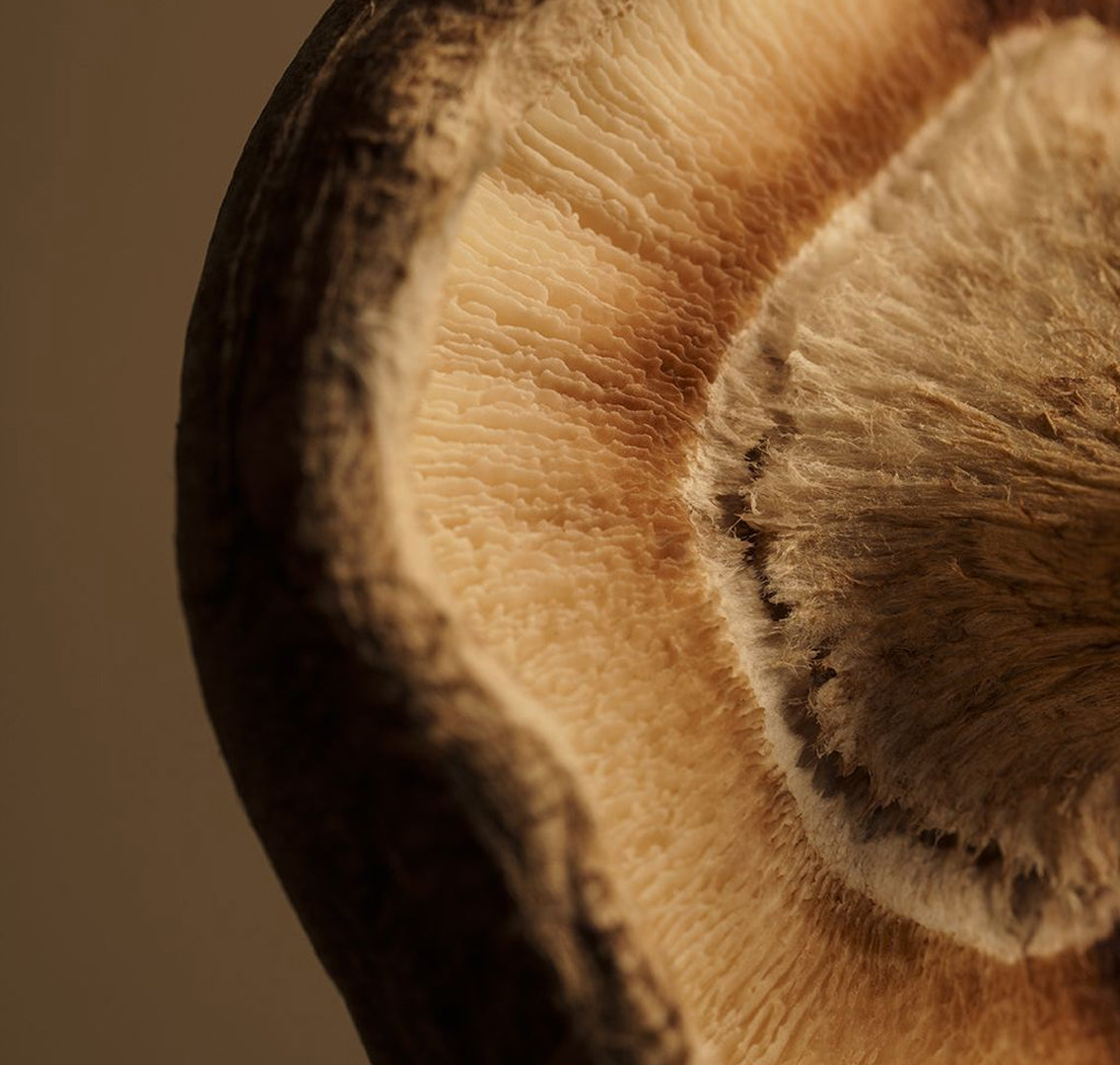 Macro view of the pore surface under a mushroom cap
