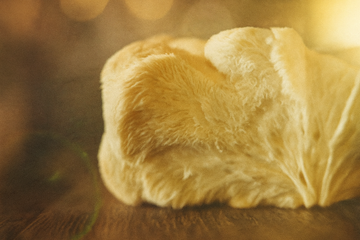 Can Lion’s Mane Really Sharpen an Aging Brain? Science Says Yes