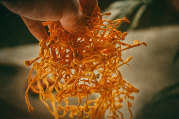 Evidence of Cordyceps For High-Intensity Endurance Performance