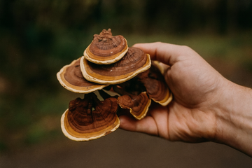 Why mushrooms support better sleep: benefits and science