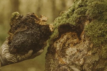 What Gives Chaga Its Power? Melanin’s Role in Antioxidant & DNA Support