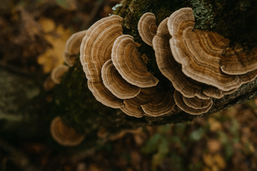 Turkey Tail PSP for Gut-Microbiome Balance. What does Science Say?