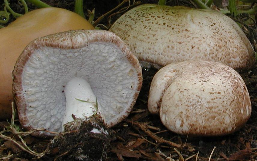 agaricus blazei murill laying on grass