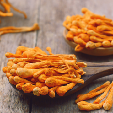 Cordyceps and its benefits