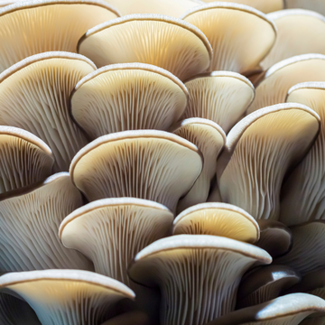 Fruiting body vs. Mycelium