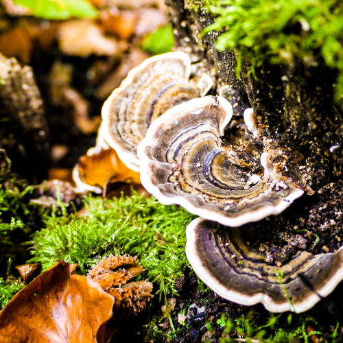 How can Turkey Tail benefit your gut?