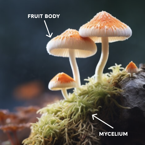 The Mysteries of Mushroom Anatomy: Exploring Fruiting Bodies, Mycelium, and Medicinal Marvels