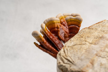 Reishi mushroom growing from mycelium