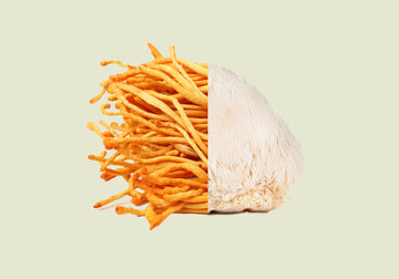 Can You Take Cordyceps And Lion's Mane Together? Learn The Facts