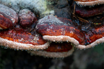 reishi mushrooms frozen