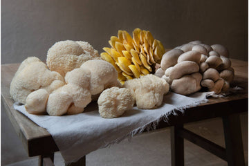 Can You Eat Lion's Mane Mushroom Raw? Exploring The Delicate Delicacy