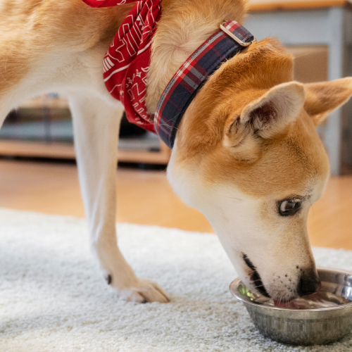 Elevate Your Pet’s Health with Mushroom Supplements: Take the Leap Today!