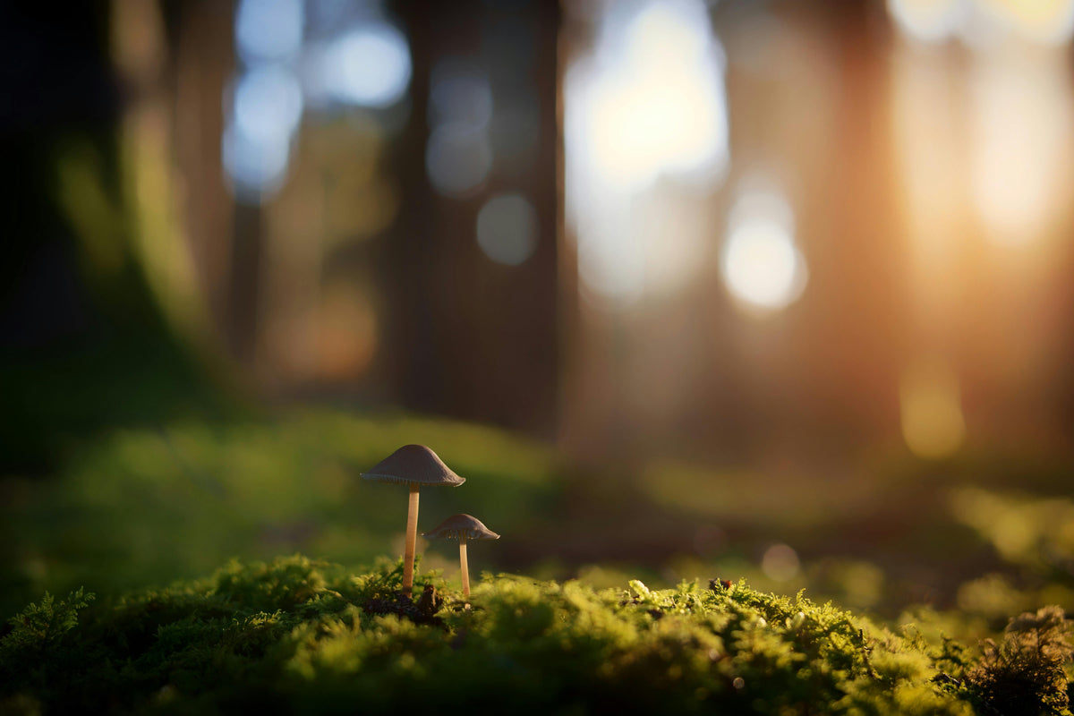 Beta-D-Glucans: The Evidence-Based Guide to Their Benefits and the Mushrooms That Deliver the Most