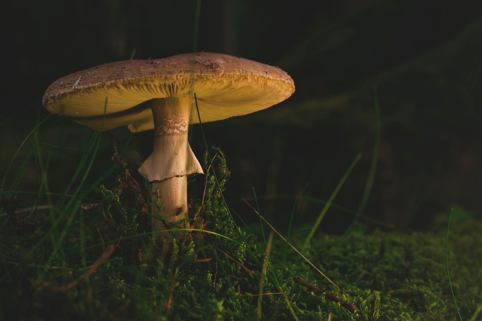 Mushroom Fruiting Body vs Mycelium: The Clear Potency Gap Explained