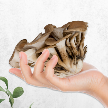 The Marvels of Maitake Mushroom Extract Powder: Your Guide to Health and Wellness