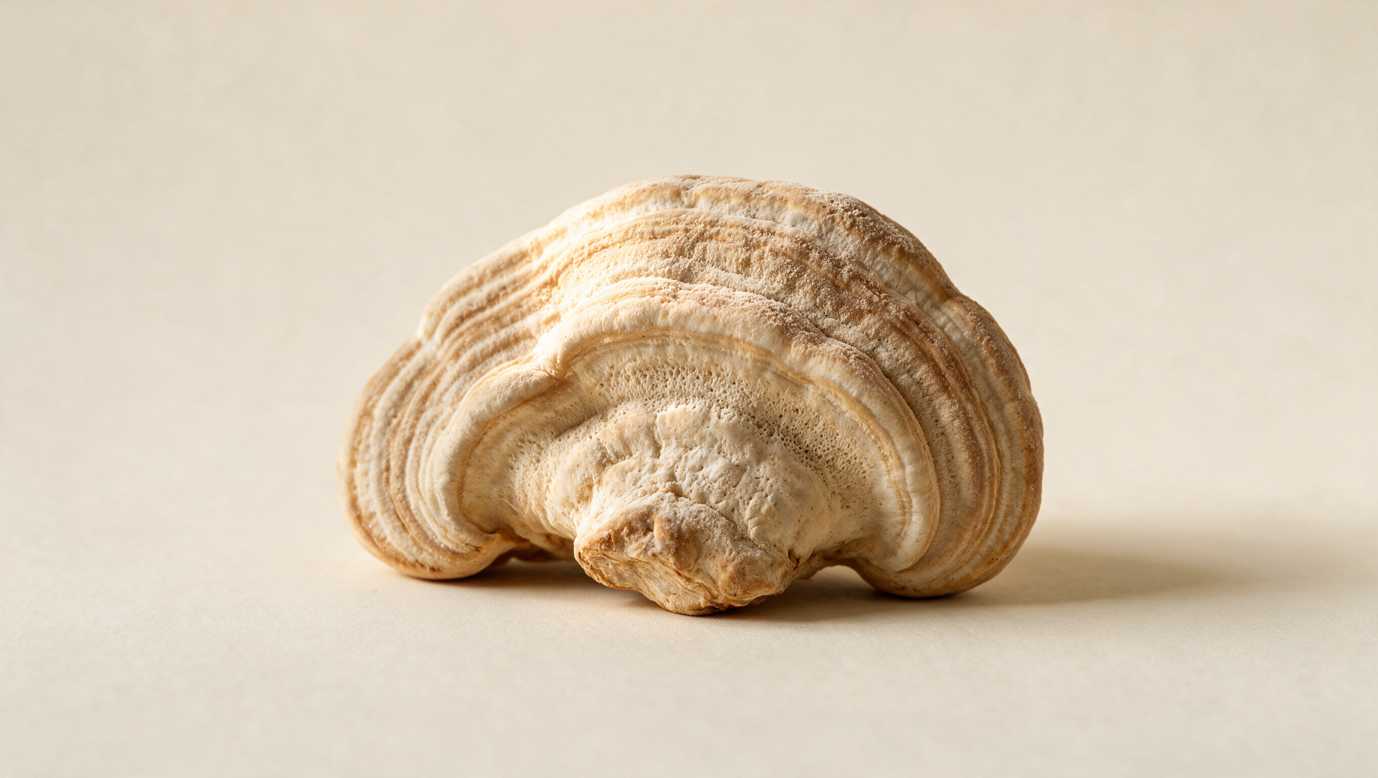 agarikon mushroom supplements