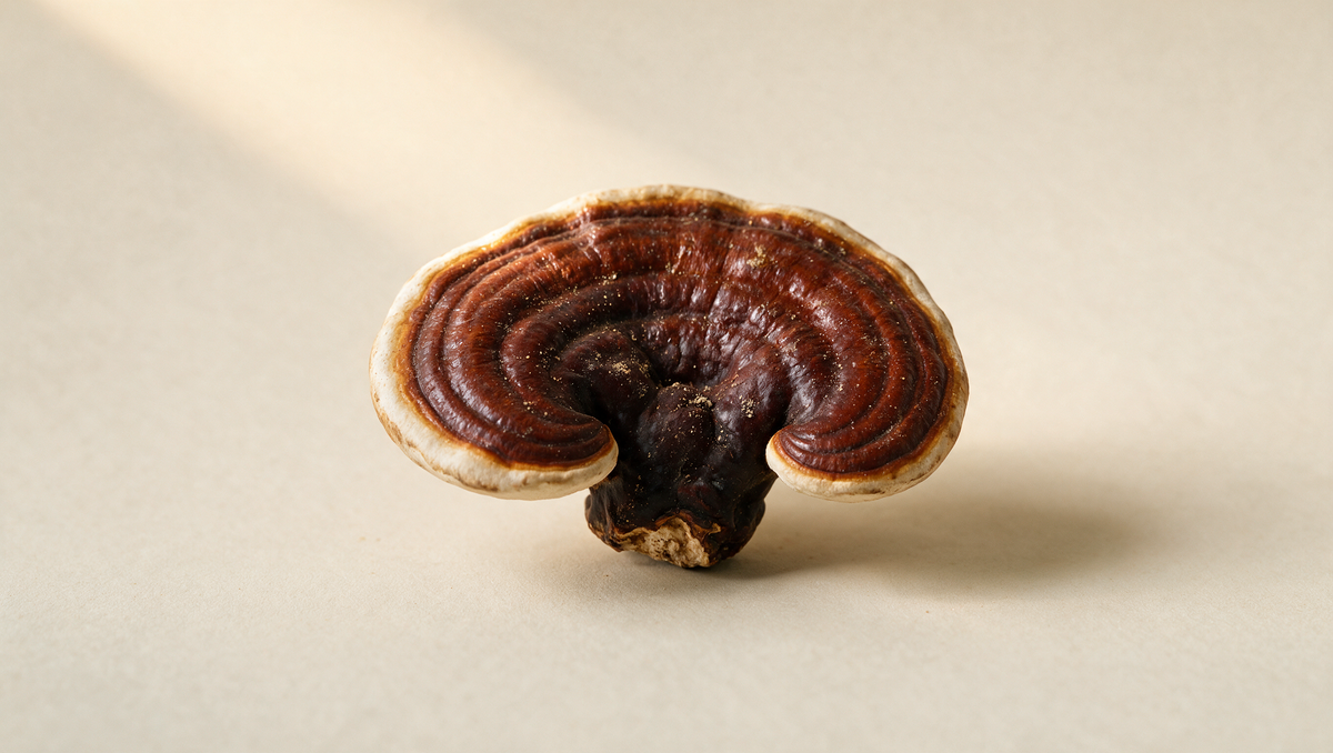 reishi mushroom supplements
