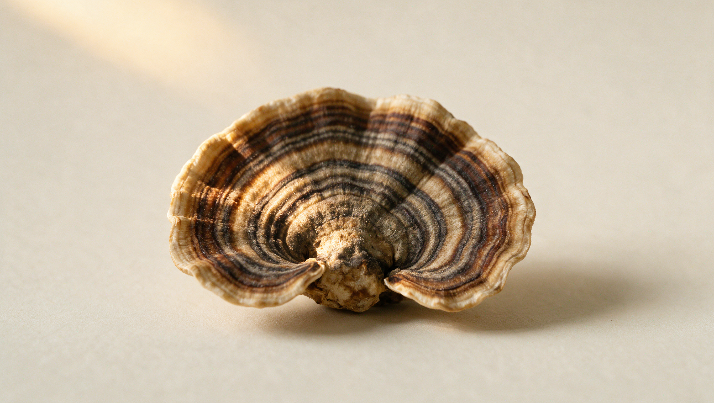 turkey tail mushroom supplements