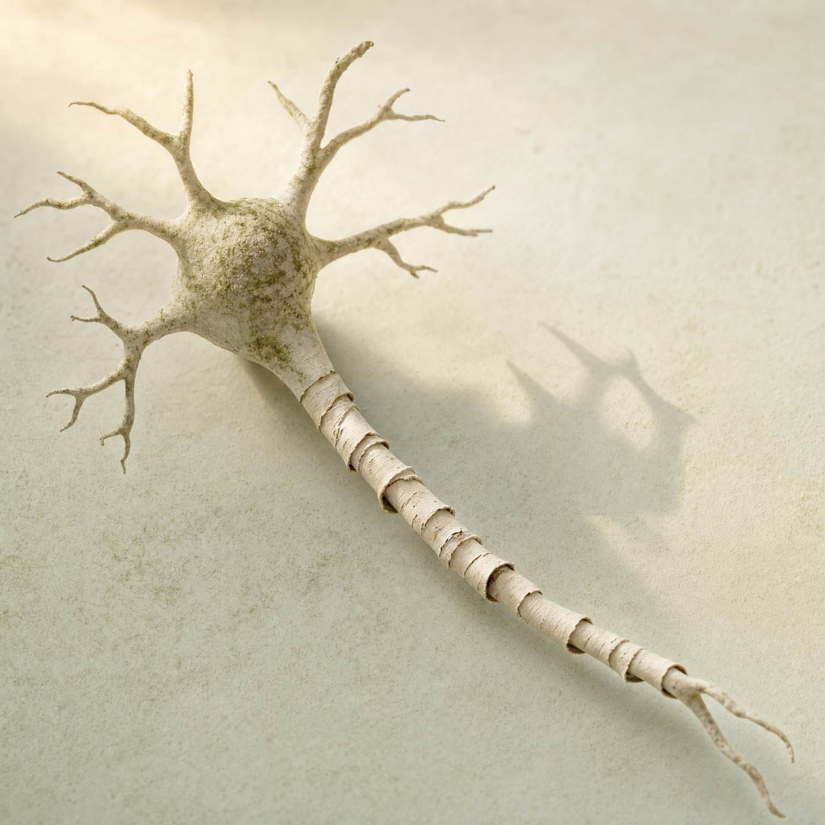 mushrooms for nerve health