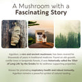 Wildcrafted Agarikon Mushroom Powder 10:1 Extract. Ancient Immune Strength (3.5oz / 100g) - LongevityBotanicals Mushrooms