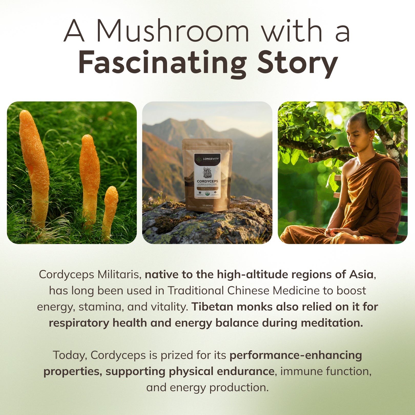 Bulk Cordyceps Powder Mushroom 10:1 Extract (1 KG / 2.2 LB)