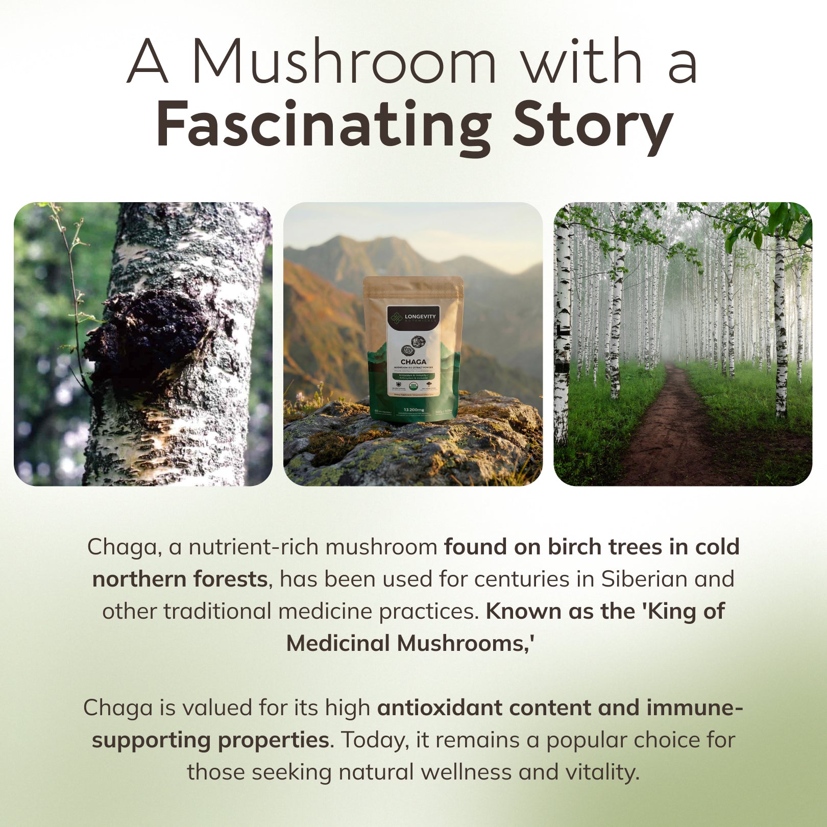 Bulk Chaga Powder Mushroom 10:1 Extract (1 KG / 2.2 LB)