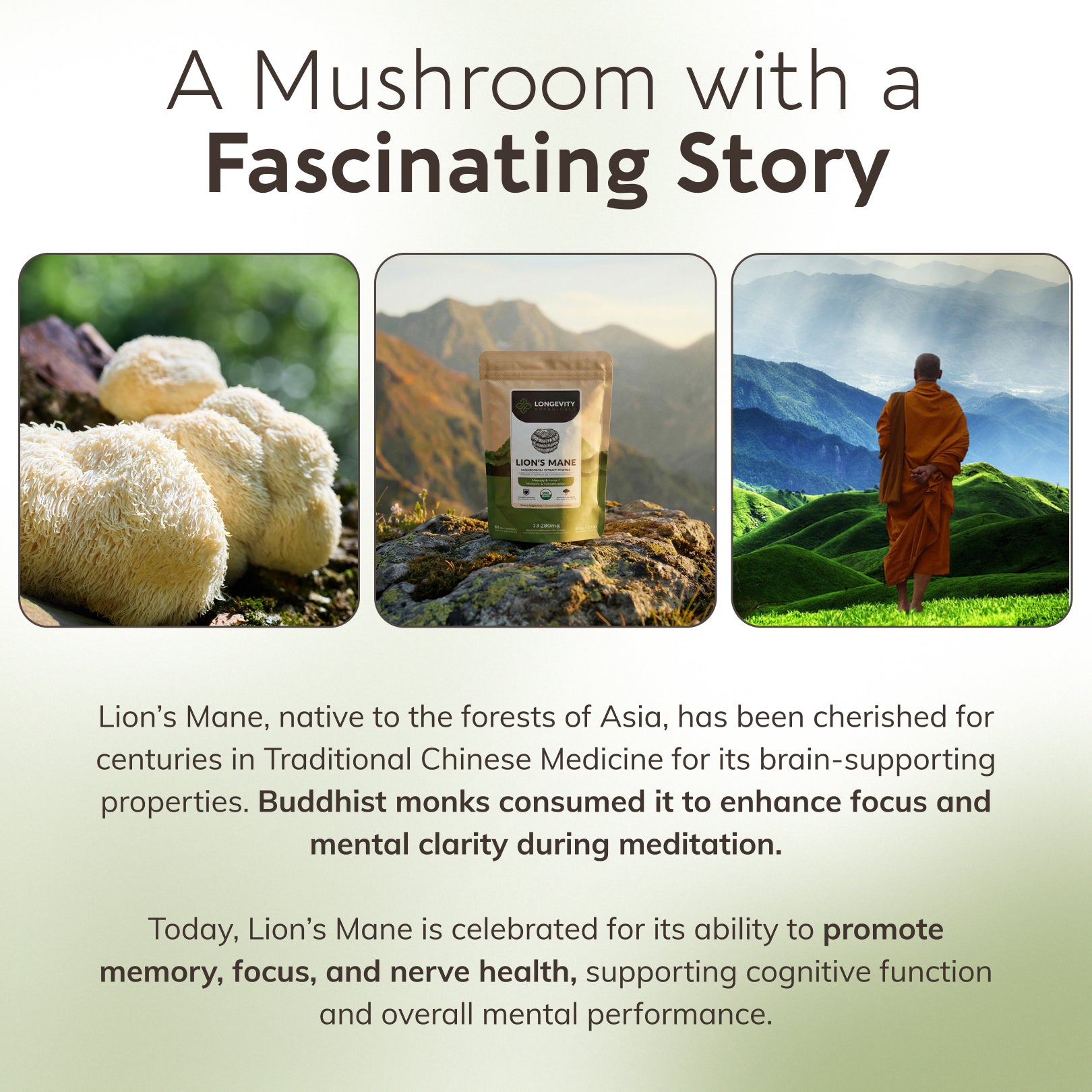 Bulk Lion's Mane Powder Mushroom 8:1 Extract (1 KG / 2.2 LB)