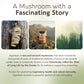 Wildcrafted Agarikon Mushroom Powder 10:1 Extract. Ancient Immune Strength (3.5oz / 100g)