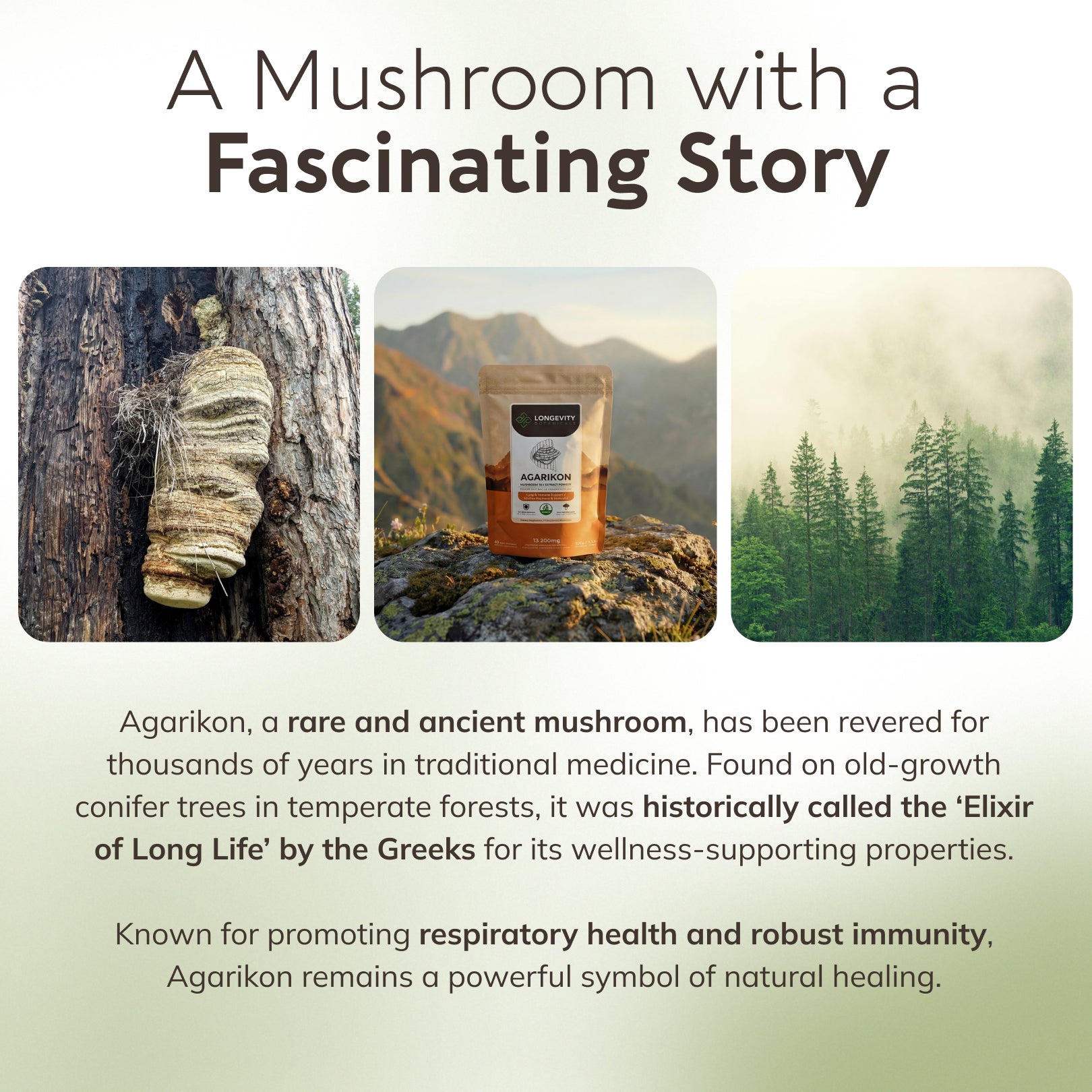 Bulk Agarikon Powder Mushroom 10:1 Extract (1 KG / 2.2 LB) (Wildcrafted)