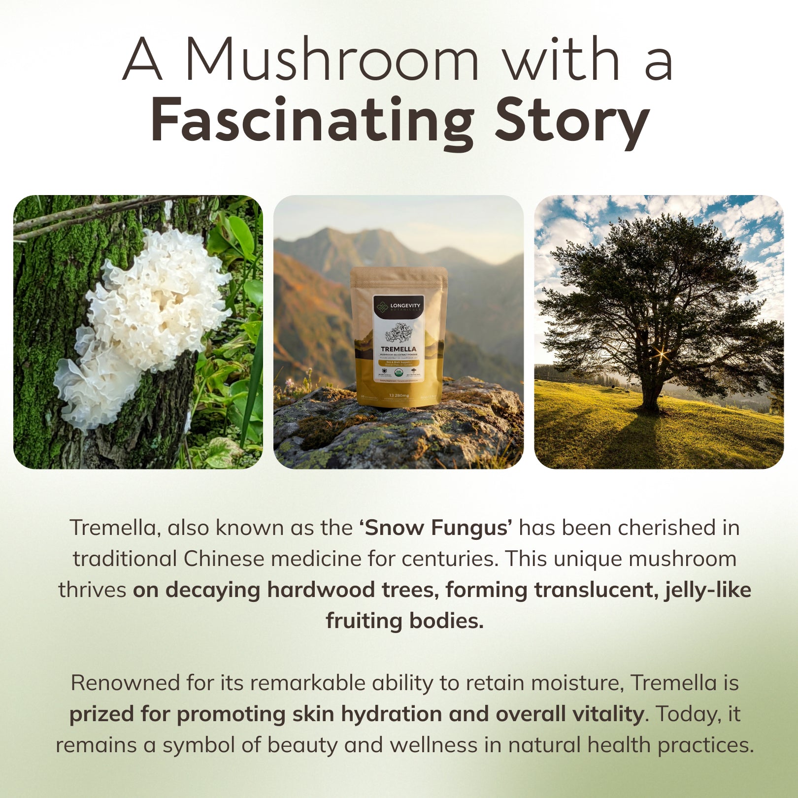 Bulk Tremella Powder Mushroom 10:1 Extract (1 KG / 2.2 LB)