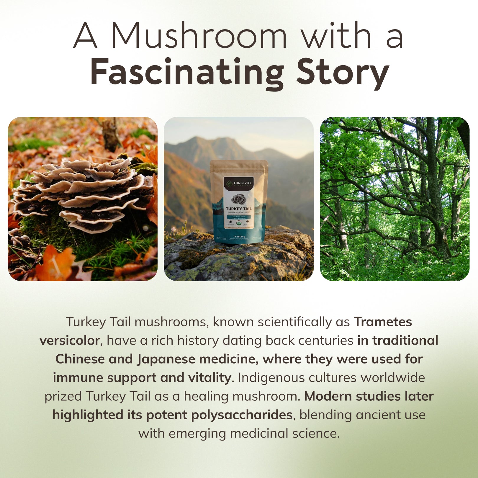 Bulk Turkey Tail Powder - Mushroom 10:1 Extract  (1 KG / 2.2 LB)