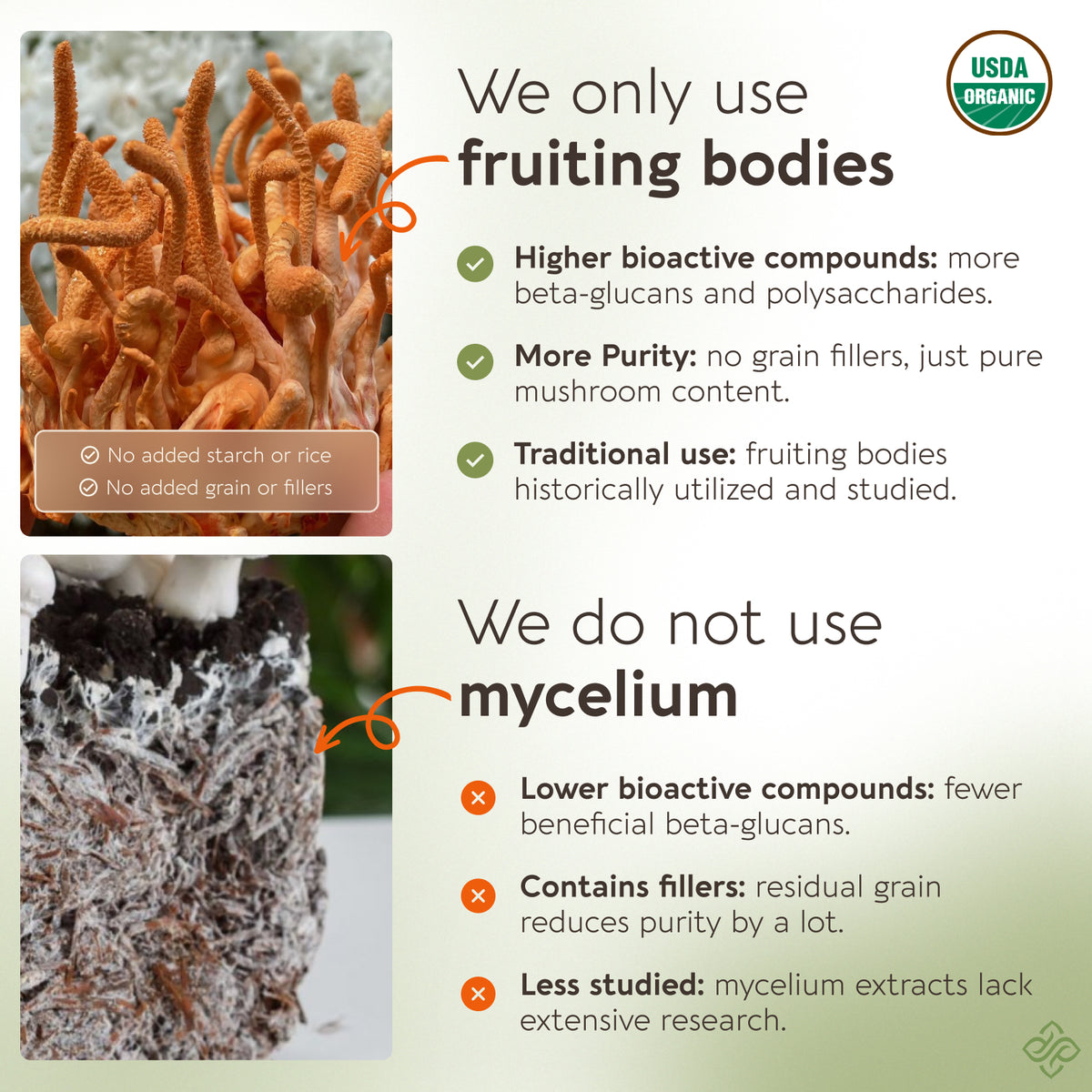 Organic Cordyceps Capsules Mushroom 10:1 Extract, image 3
