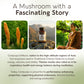 Organic Cordyceps Capsules Mushroom 10:1 Extract (120 Count) Energy & Endurance Unleashed