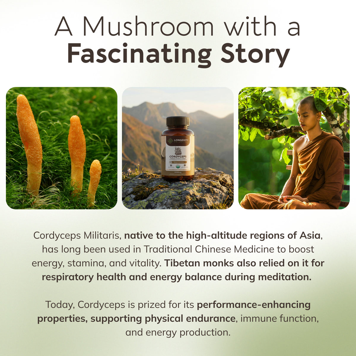 Organic Cordyceps Capsules Mushroom 10:1 Extract, image 8