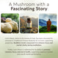 Organic Lion's Mane Capsules Mushroom 8:1 Extract (120 count) - Fuel for a Sharper Mind