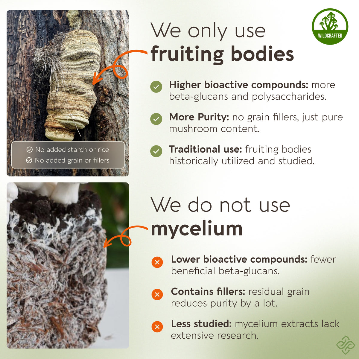 Wildcrafted Agarikon Capsules Mushroom 10:1 Extract, image 3