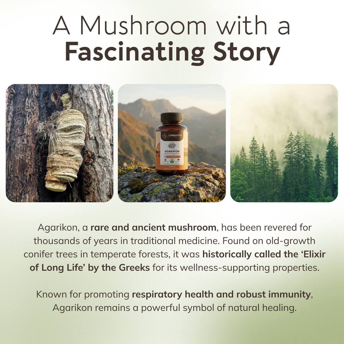 Wildcrafted Agarikon Capsules Mushroom 10:1 Extract, image 8