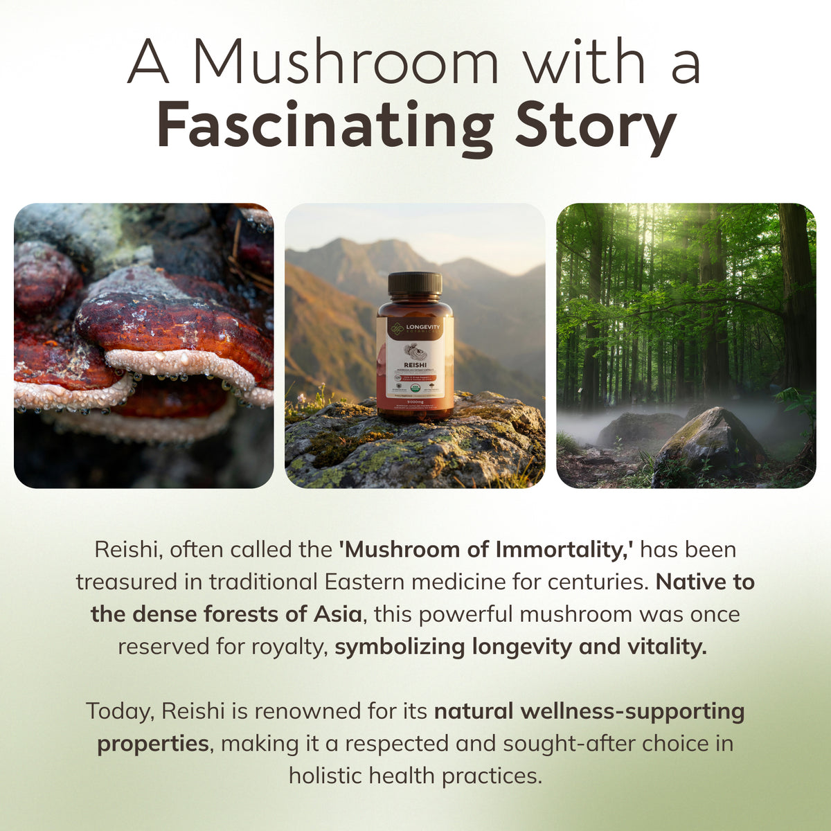 Organic Reishi Capsules Mushroom 10:1 Extract, image 8