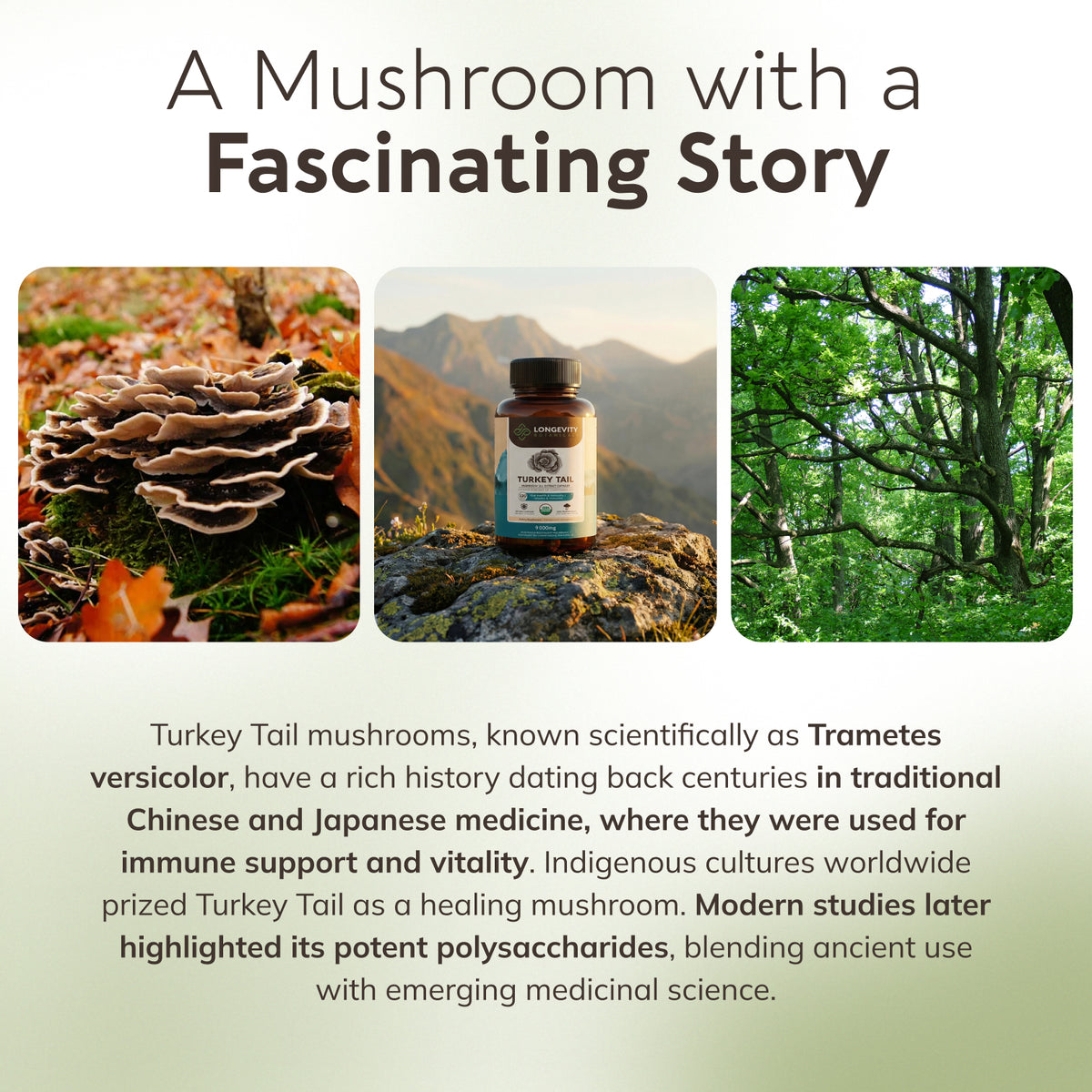 Organic Turkey Tail Capsules Mushroom 10:1 Extract, image 8