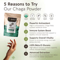 Bulk Chaga Powder Mushroom 10:1 Extract (1 KG / 2.2 LB) (Organic) - LongevityBotanicals Mushrooms