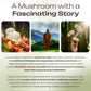 Organic Lion's Mane Mushroom Powder 8:1 Extract. Fuel for a Sharper Mind (3.5oz / 100g)