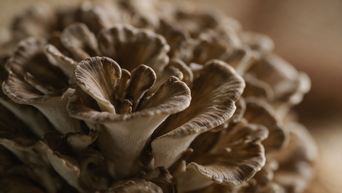 Close-up of a Maitake mushroom cluster